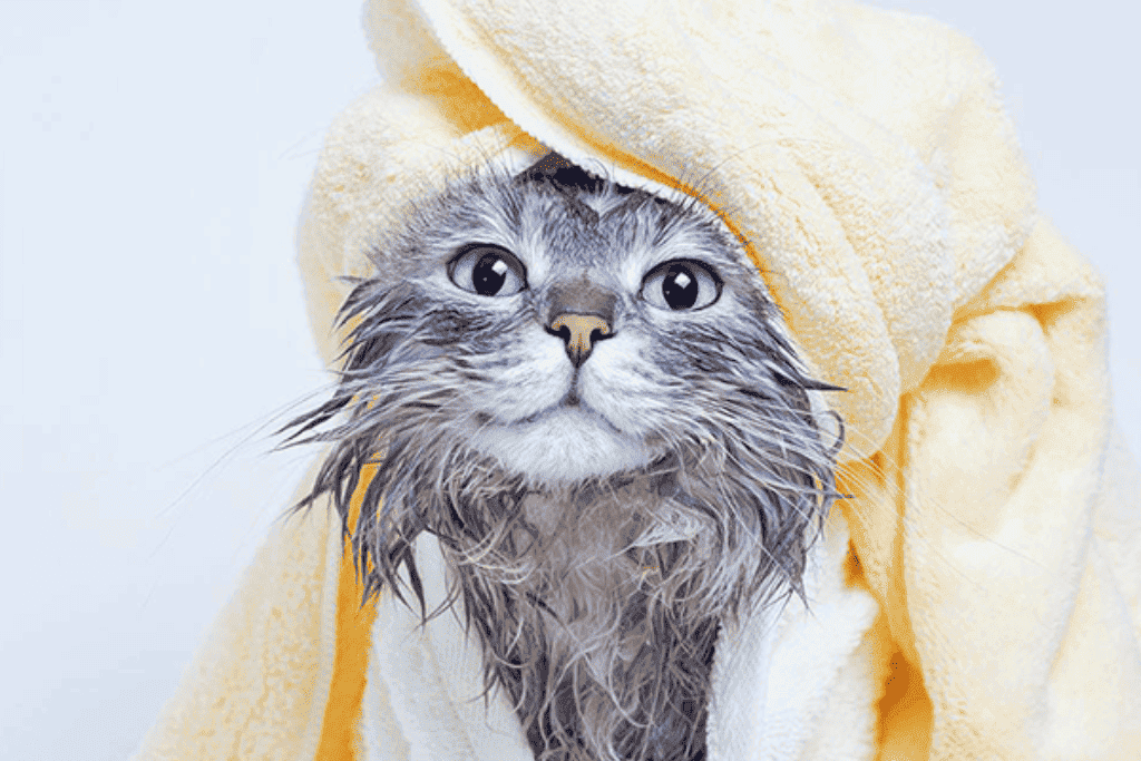 Gatinho após o banho e tosa. Única Pets Ribeirão Preto