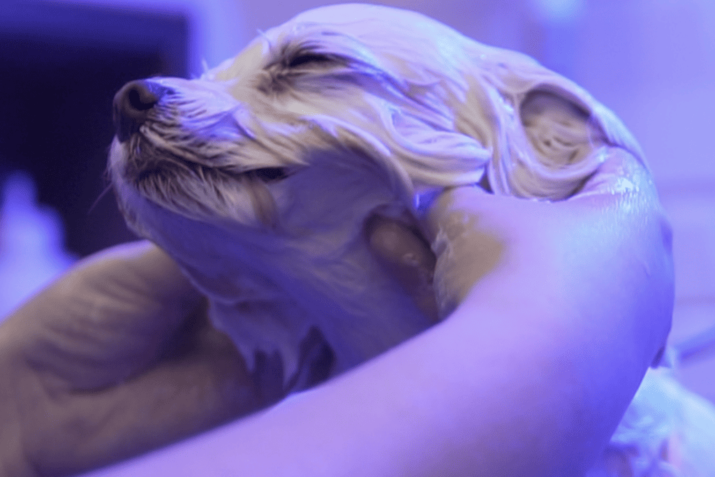 Cachorro relaxando durante banho com luzes de cromoterapia. Única Pets Ribeirão Preto.