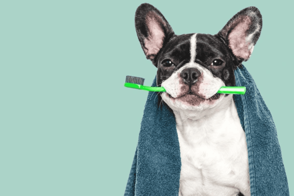 Cachorro segurando escova de dentes. Única Pets Ribeirão Preto